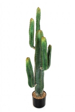 Cereus Cactus 115cm